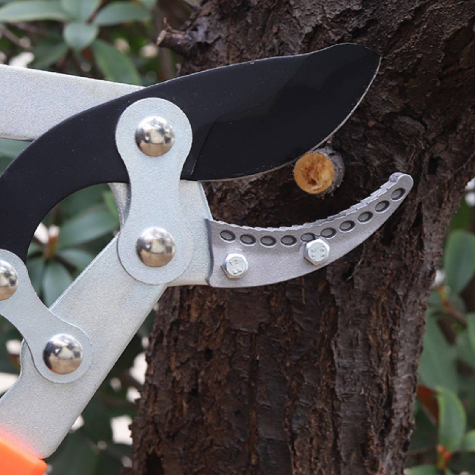 Forbici Telescopiche per Potat - Gardening Tool recensione e prezzo