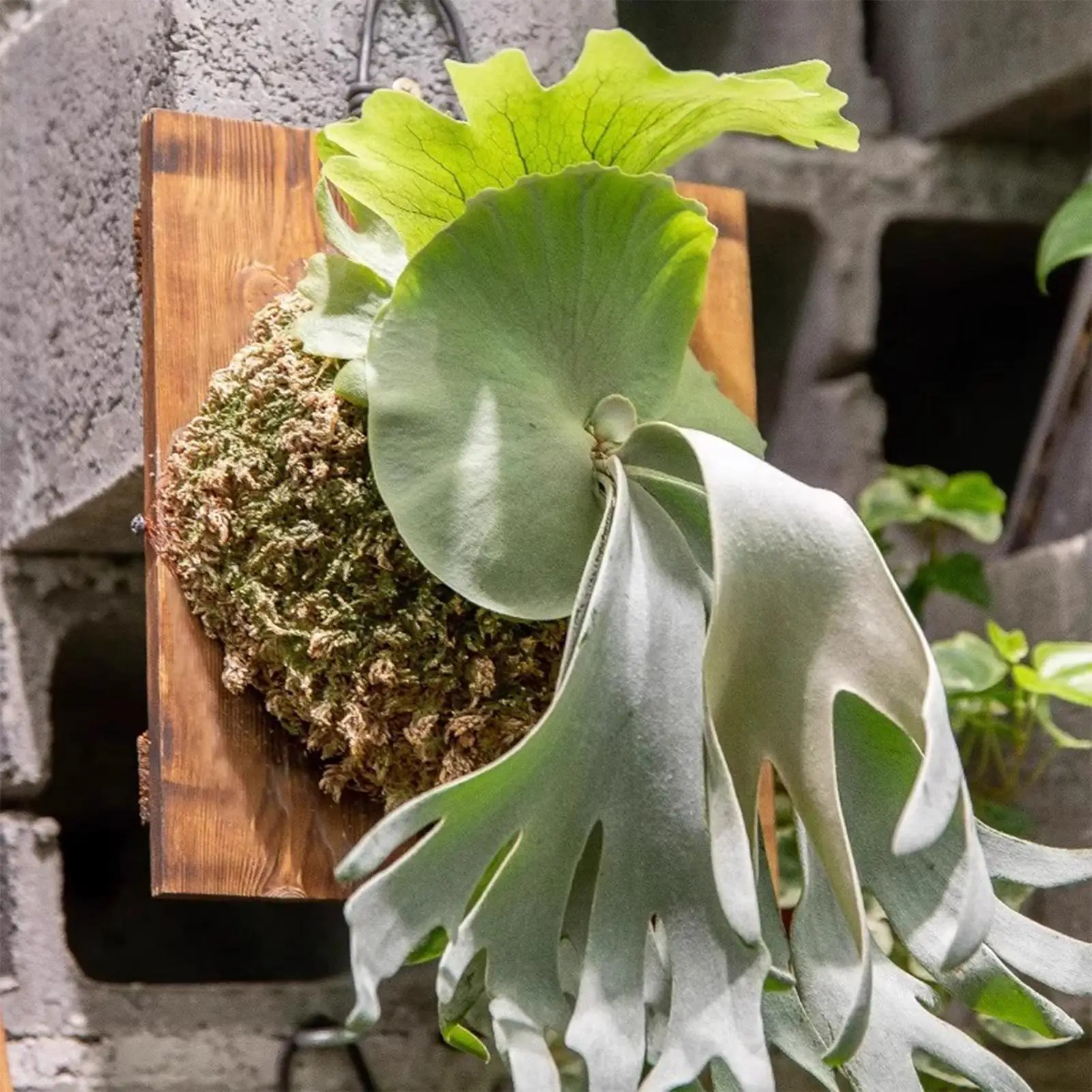 1 Pezzo Fioriera da Parete per - Vertical Wall Planter recensione e prezzo